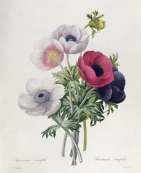 アネモネ: 一重咲き、『Les Choix des Plus Belles Fleurs』より